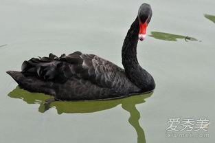 黑天鹅在线观看,在线观看揭示的不确定性与机遇  第1张